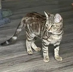 Kitten Shilo, photo 2