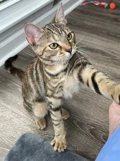 Kitten Shilo, photo 3