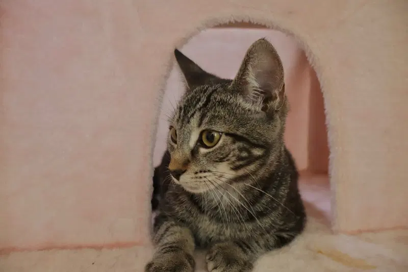 Milo, photo 2