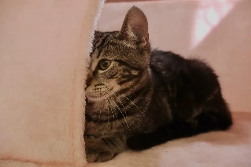Milo, photo 5