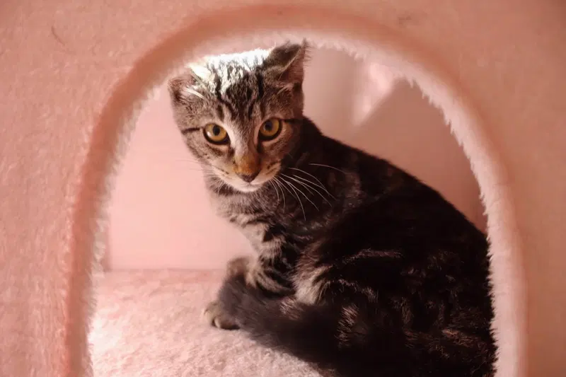 Milo, a young male cat up for adoption