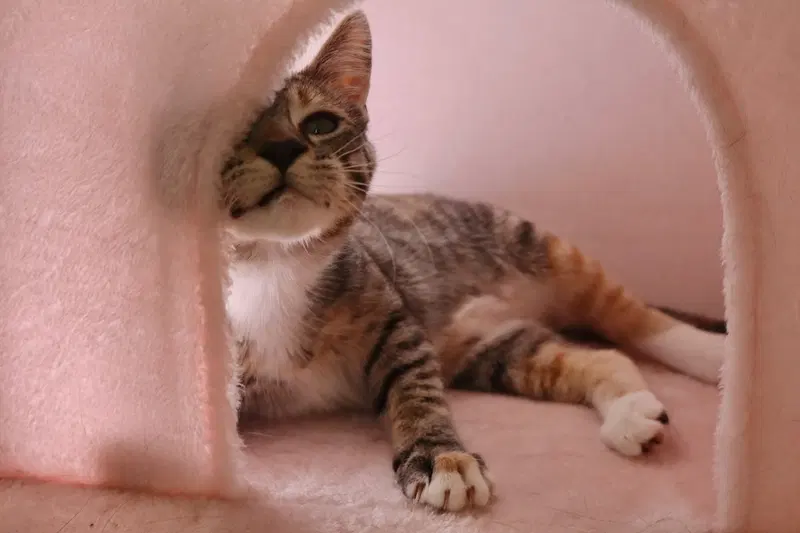 Callie, photo 3