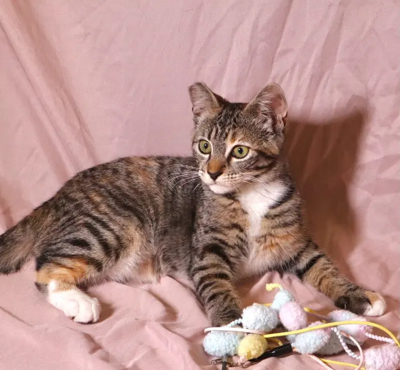 Callie, a young female cat up for adoption