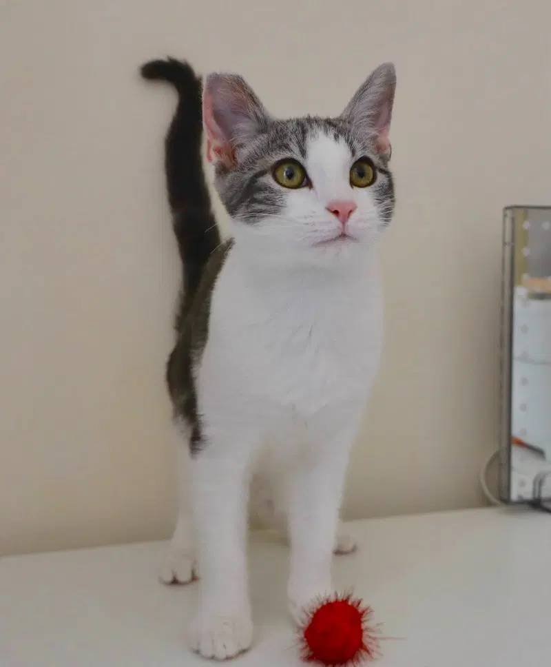 Mary Paige, a young female cat up for adoption
