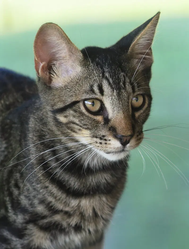 Thurston, a male kitten up for adoption