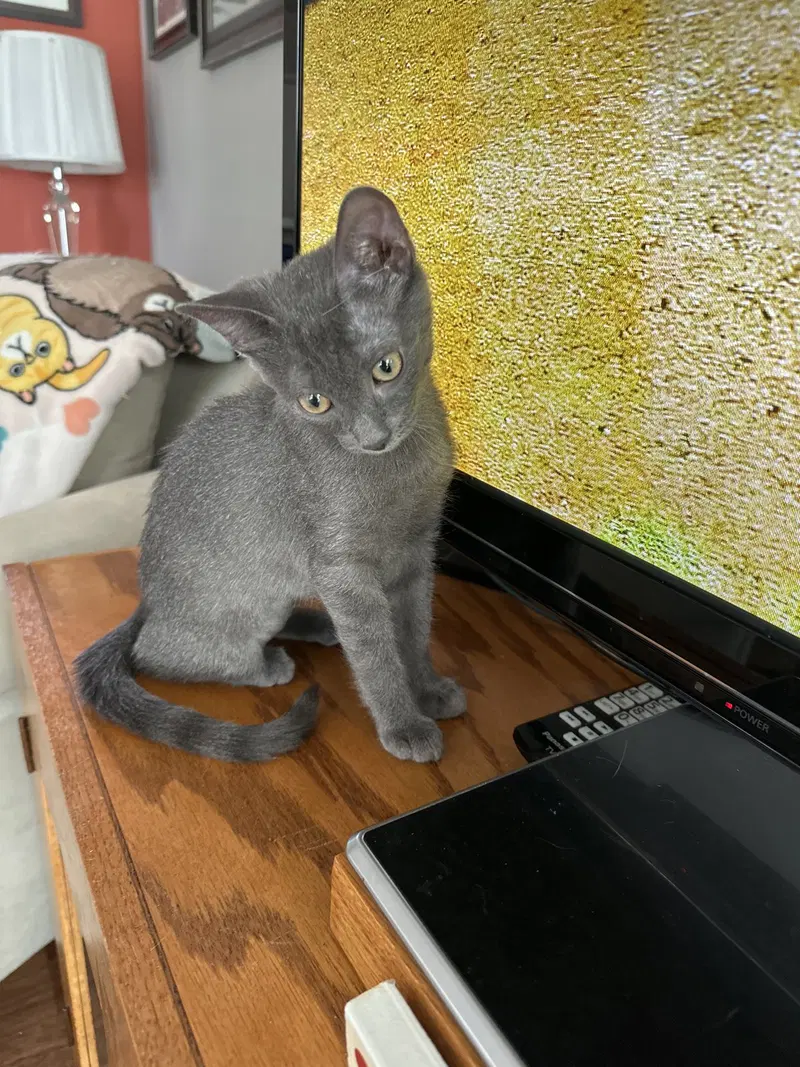 CeeCee, a female kitten up for adoption