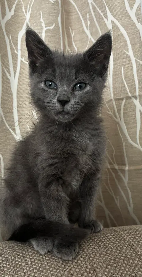 Watch the video of Houdini