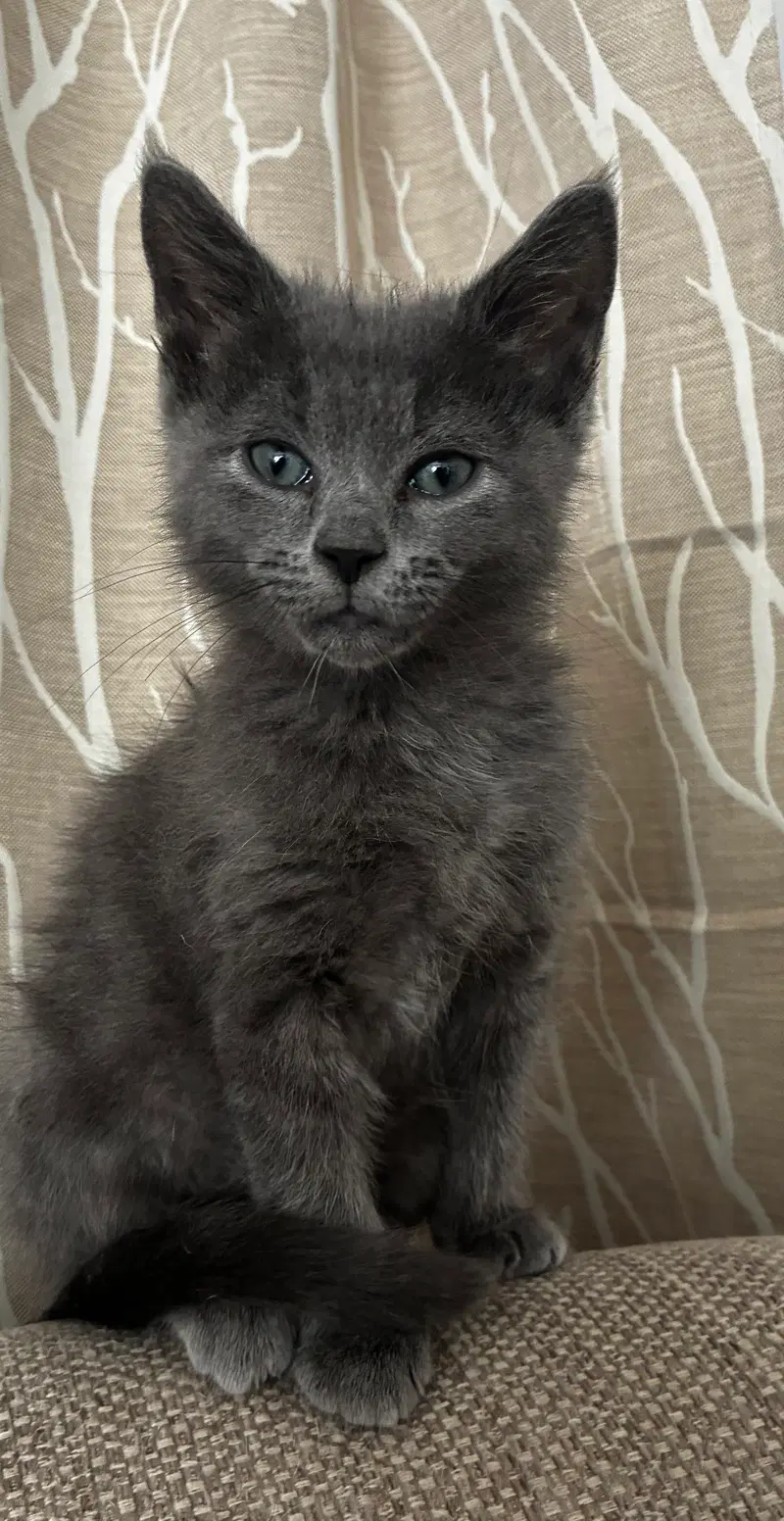 Houdini, a male kitten up for adoption