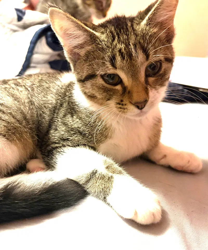Kitten Foxy, photo 2