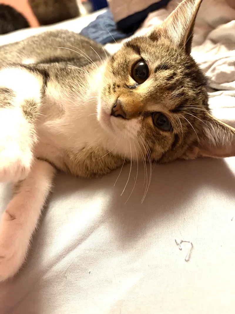 Kitten Foxy, photo 3