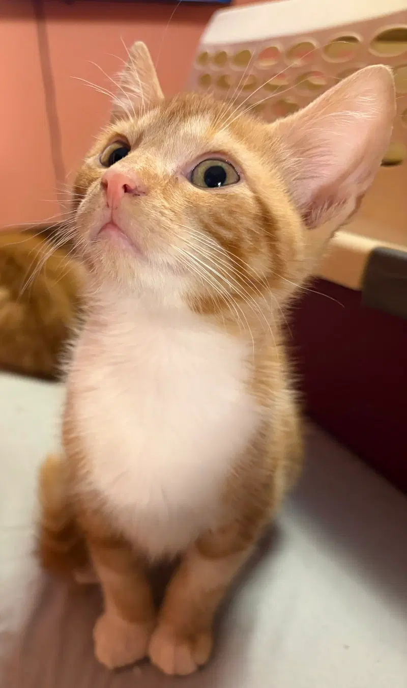 Kitten Silas, photo 2
