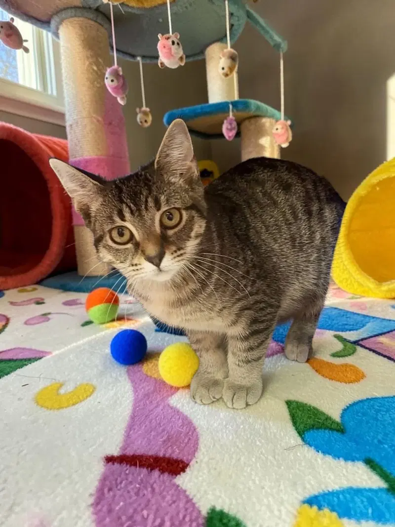 Arabella, a female kitten up for adoption