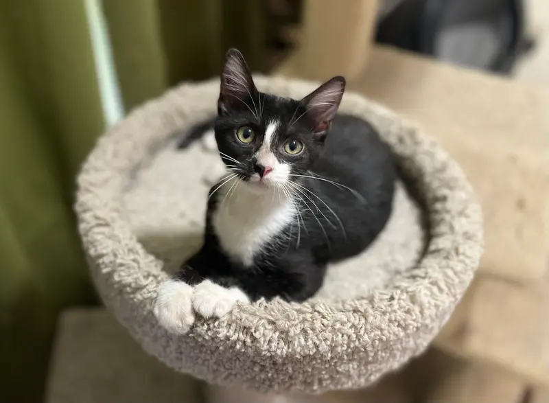 Attalia, a female Tuxedo kitten up for adoption