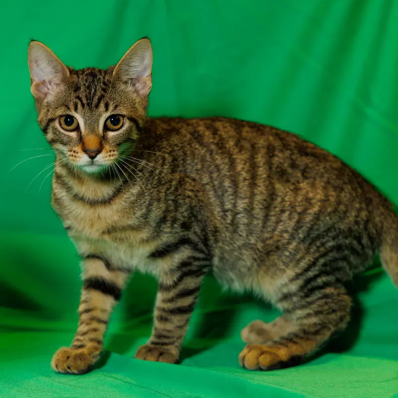 Pippy, a female kitten up for adoption