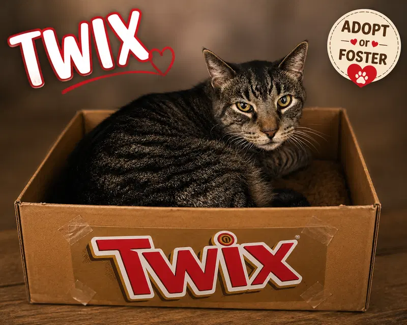 Twix, photo 8