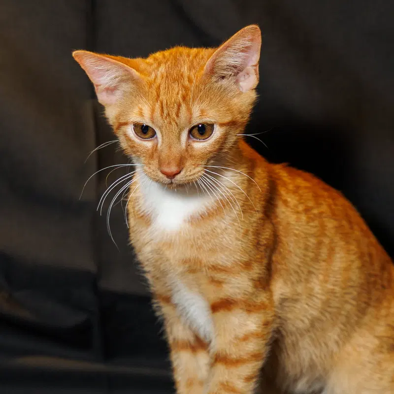 Tangerine, a male kitten up for adoption