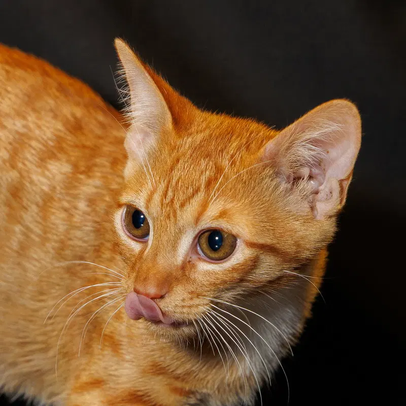 Tangerine, photo 4