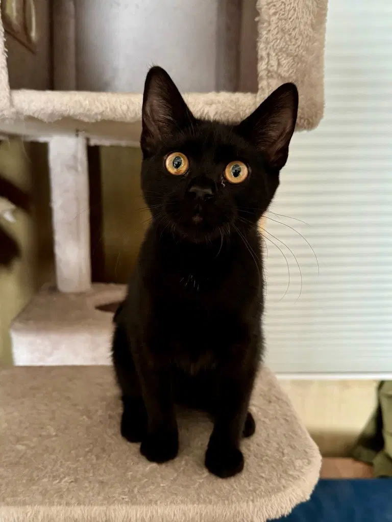 Monday, a young female cat up for adoption