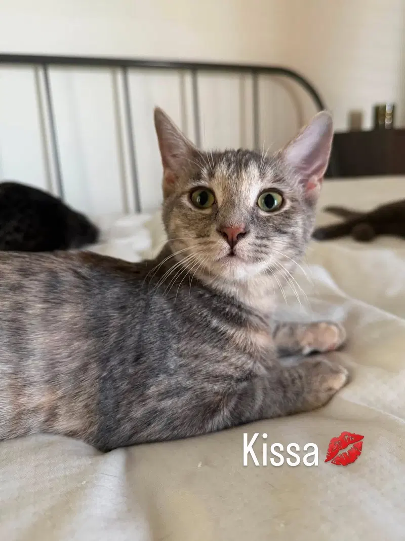 Kissa, photo 4