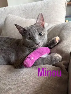 Minou, photo 4