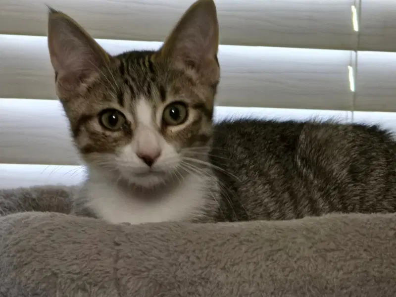 Mikayla, a female kitten up for adoption