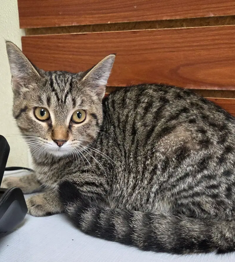 Nate, a male Tiger cat up for adoption