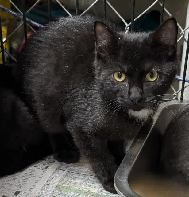Binx, photo 2