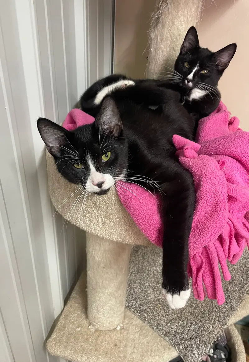 Padre, a young male cat up for adoption