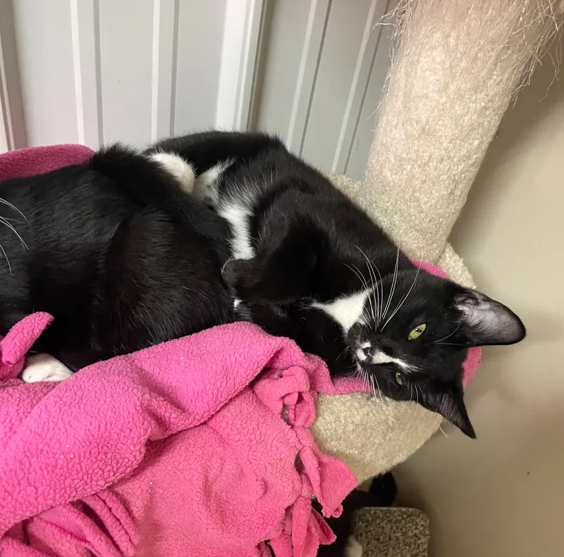 Peter, a young male cat up for adoption