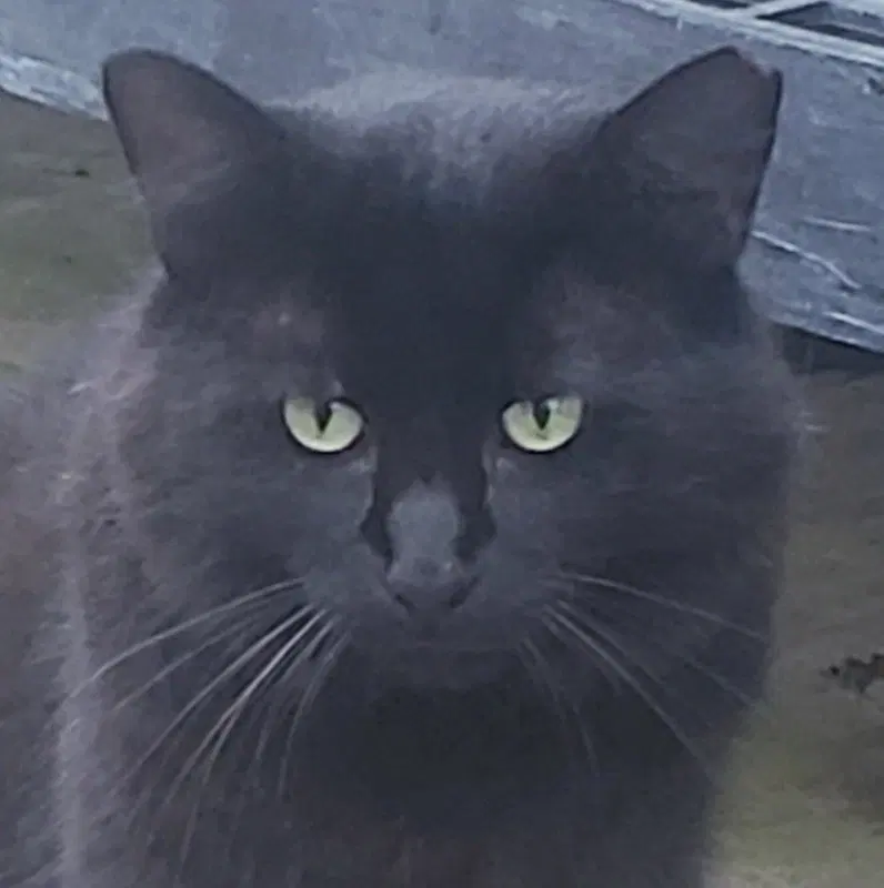 Thomas, a young male cat up for adoption