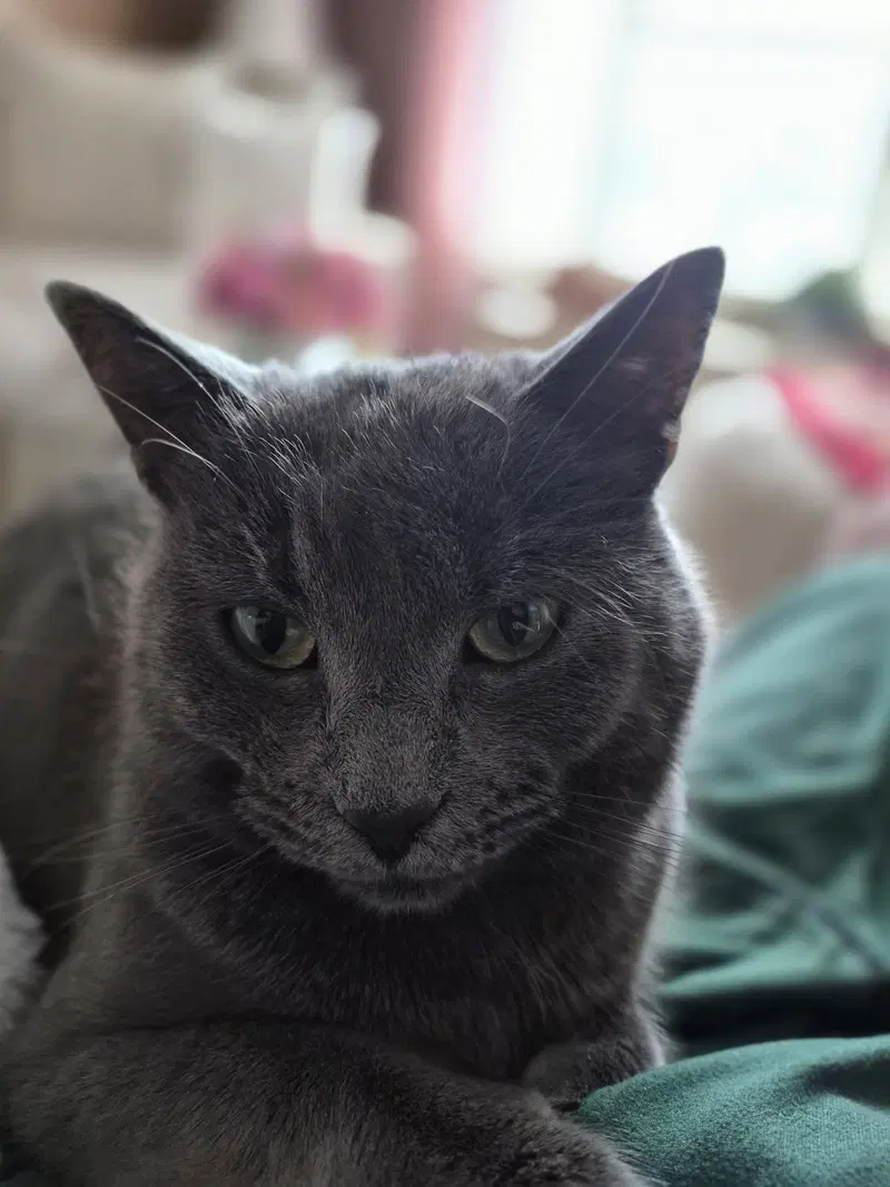 Katie Gray Paws, photo 3