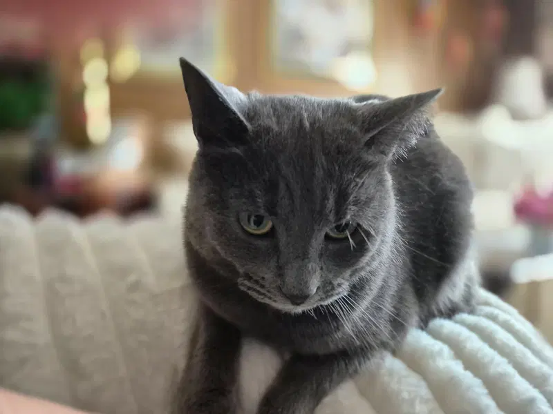 Katie Gray Paws, photo 4