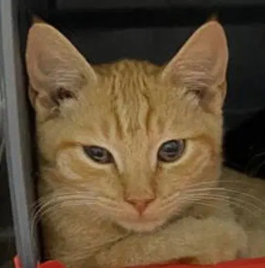 Baker, a young male cat up for adoption