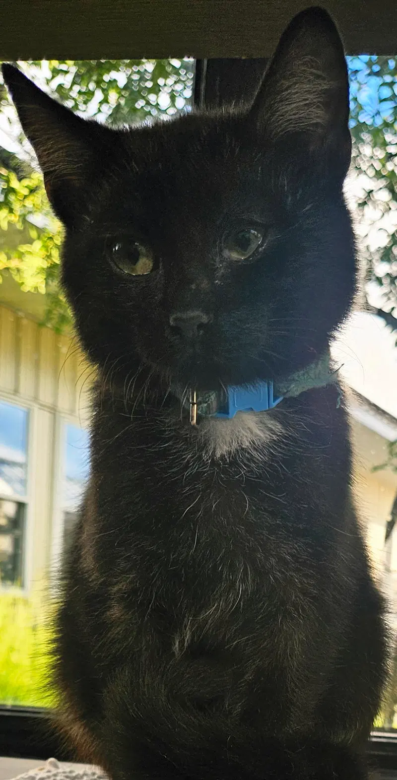 Not so Whitey, photo 2