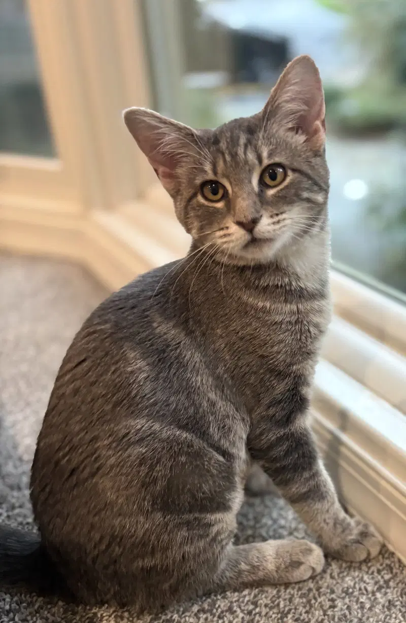 Miss Chee, a young female cat up for adoption