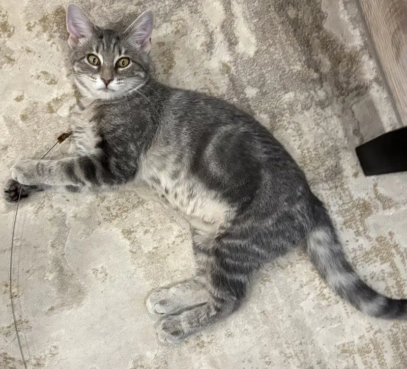 Miss Chee, photo 3