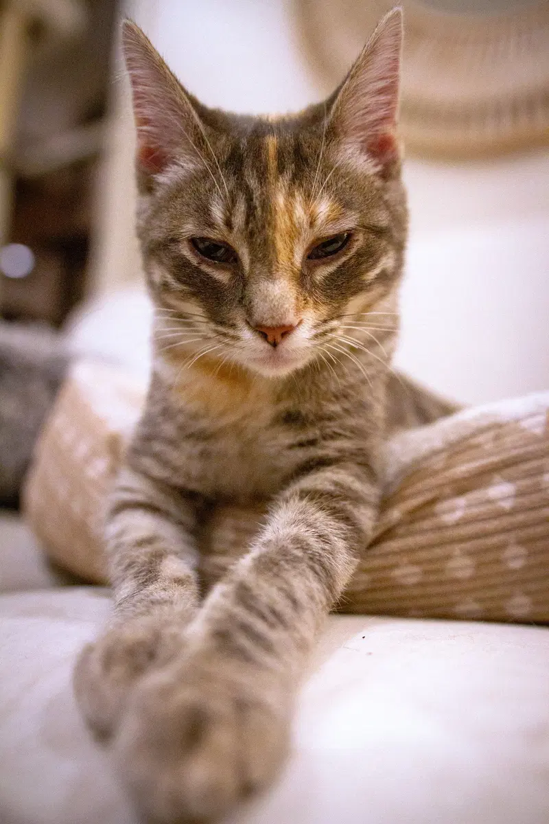 Harriet, photo 2