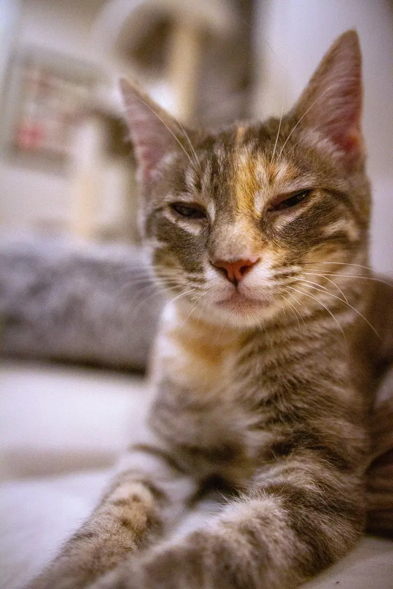 Harriet, photo 5