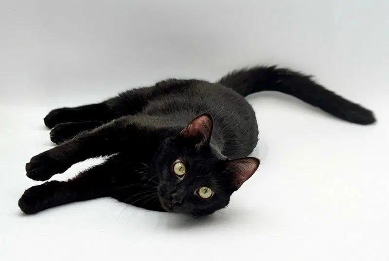 Roku, an adult female cat up for adoption