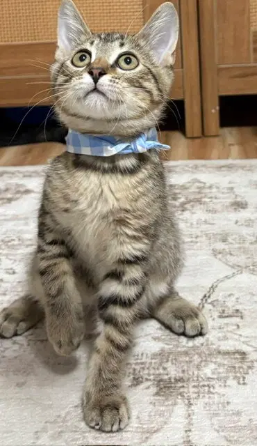 Kitten Oso, photo 2