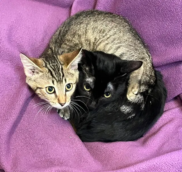 Kitten Oso, photo 4