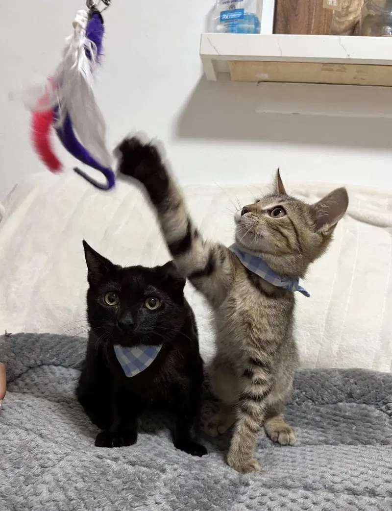 Kitten Macho, photo 2
