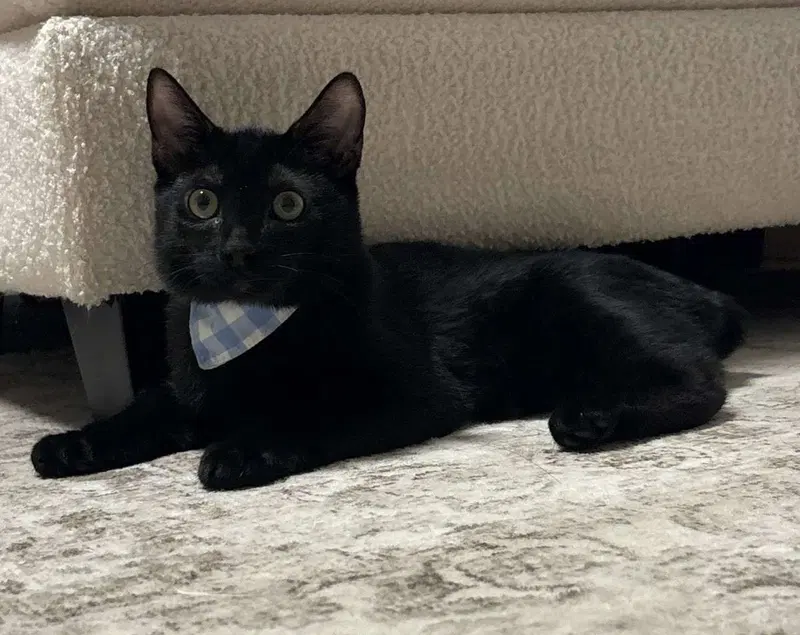Kitten Macho, a male kitten up for adoption