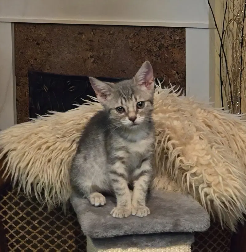 Leah, a female Tabby kitten up for adoption