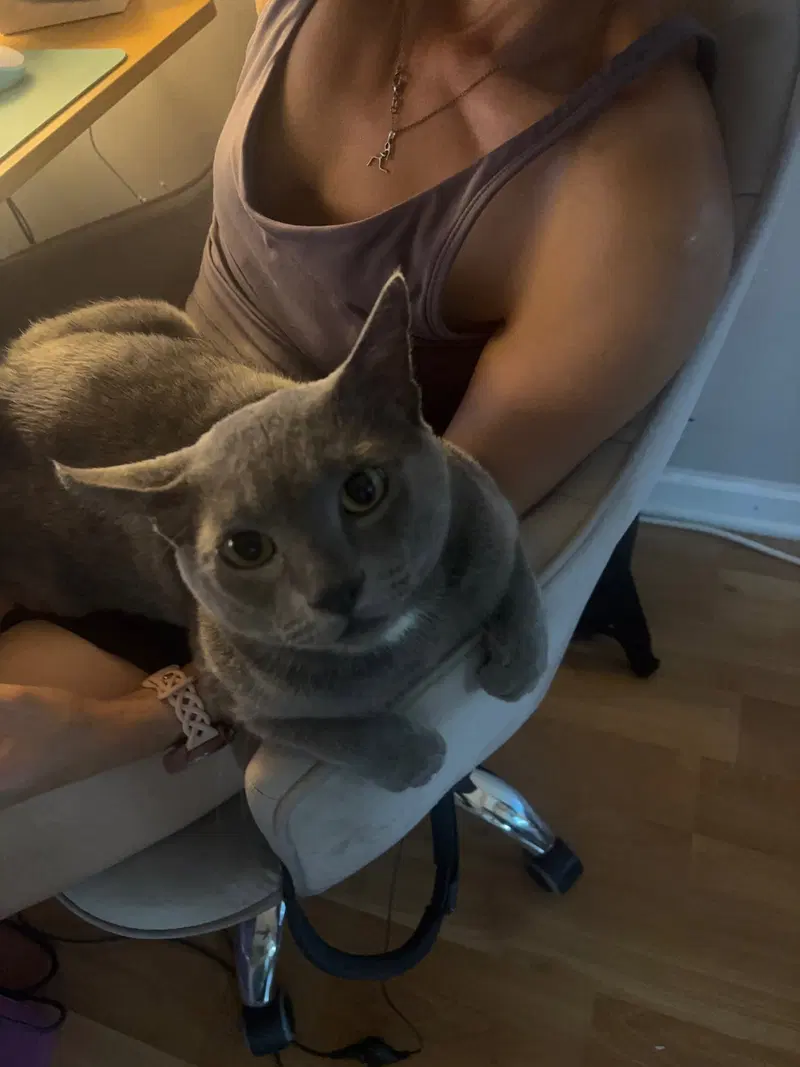 Lennox, an adult male cat up for adoption