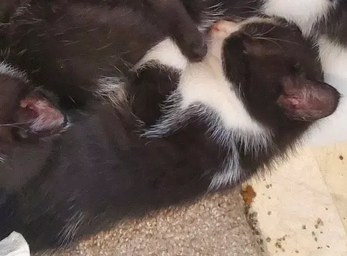 Trixx, a female kitten up for adoption