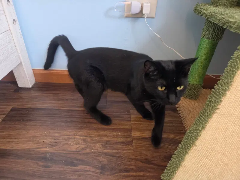 Cookie, an adult female cat up for adoption