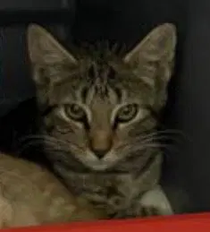 Butcher, a male kitten up for adoption