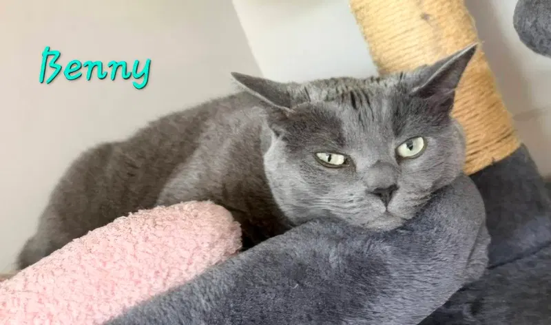 Benny, an adult male Russian Blue cat up for adoption