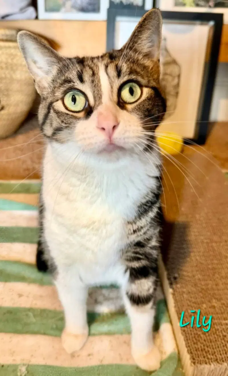 Lily, an adult female cat up for adoption